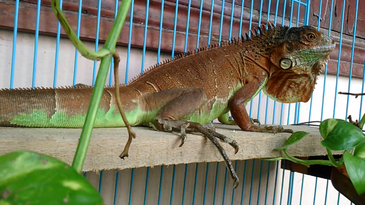 15 câu hỏi thường gặp khi nuôi Rồng Nam Mỹ (Iguana)