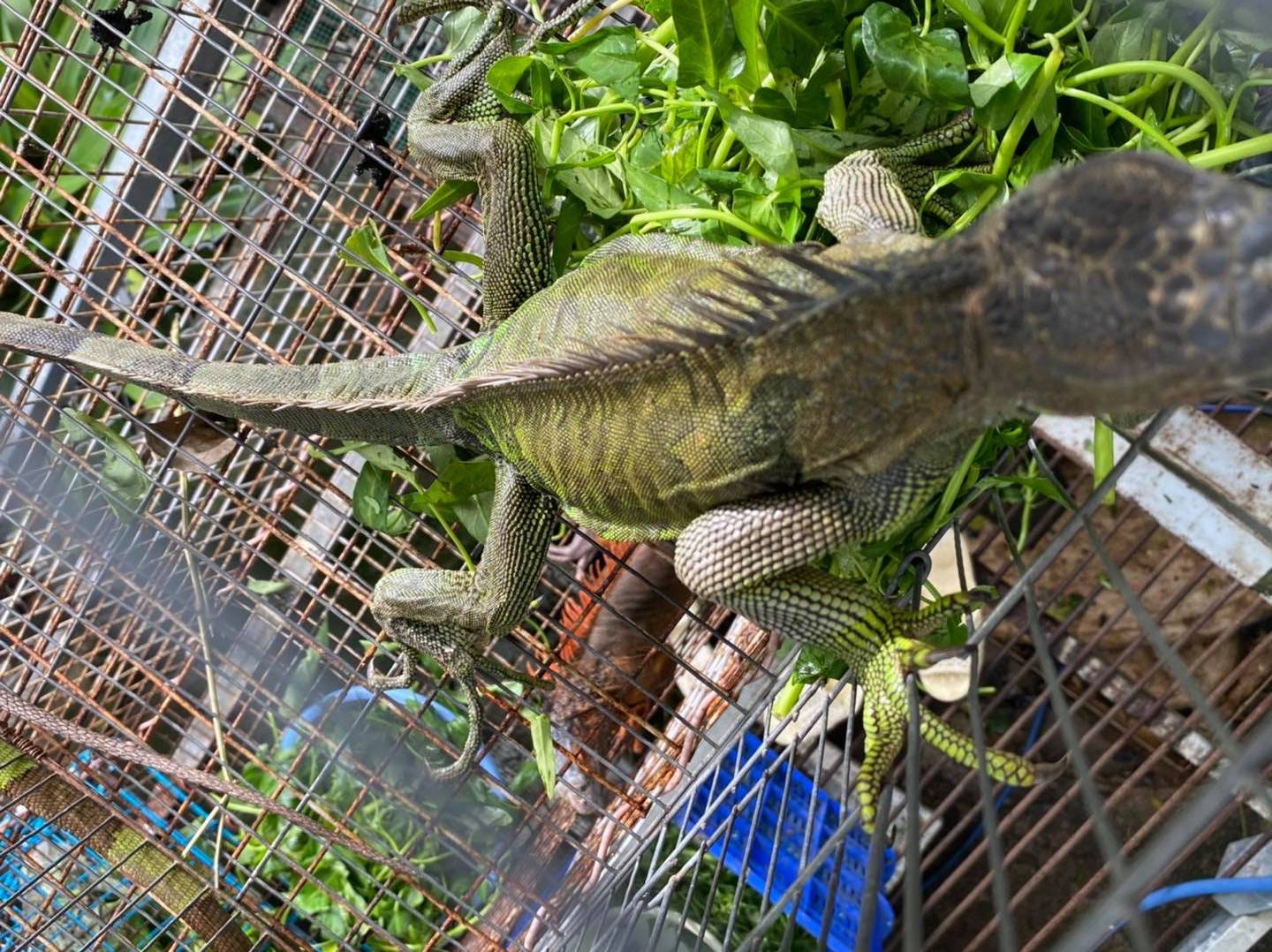 hướng dẫn trị bệnh teo đuôi cho iguana