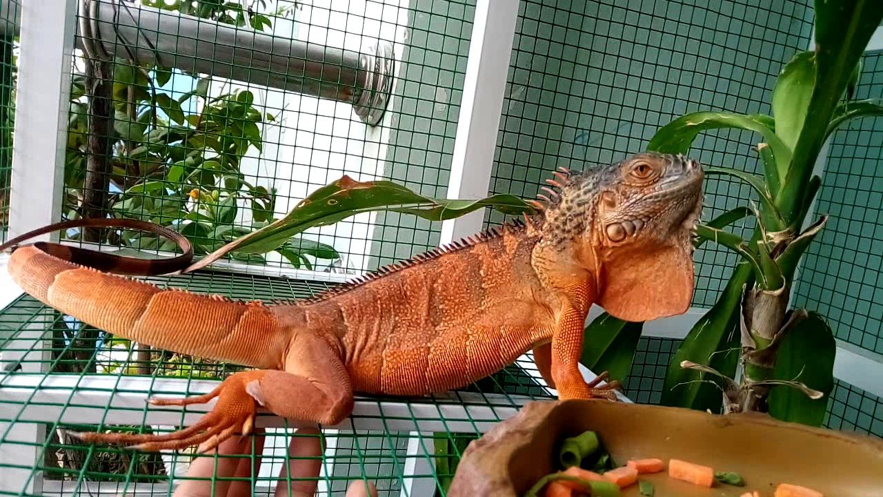 Cách phân biệt giới tính Rồng Nam Mỹ (Iguana)-1